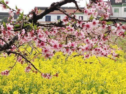 上海鲜花巷(2)